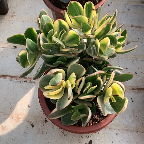 美肉特价活动开始啦