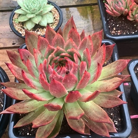 美肉特价活动开始啦