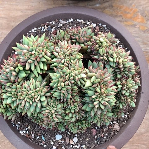 美肉特价活动开始啦