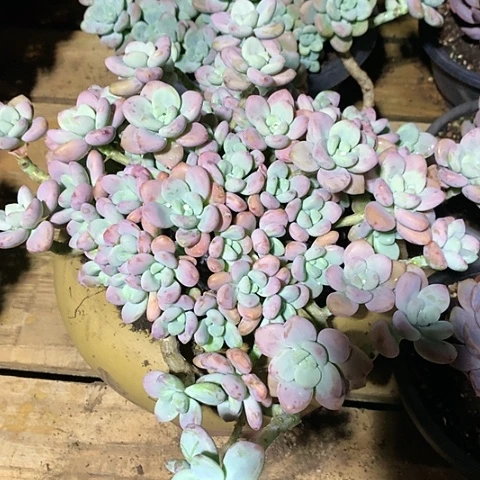 美肉特价活动开始啦