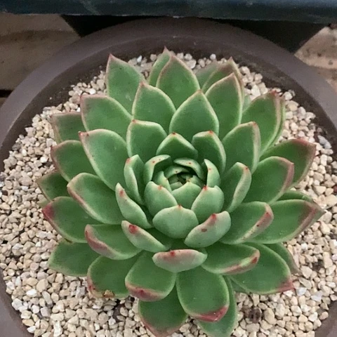 美肉特价活动开始啦