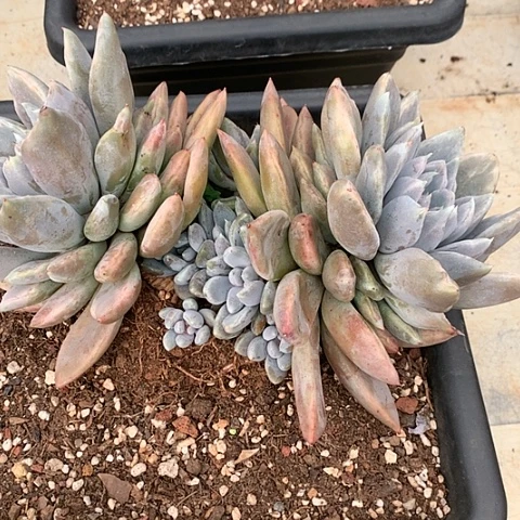 美肉特价活动开始啦