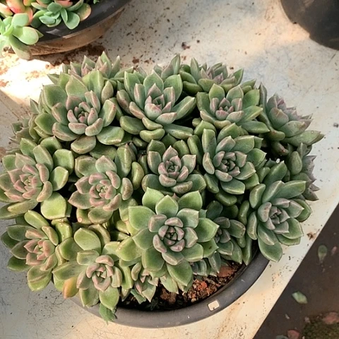 美肉特价活动开始啦