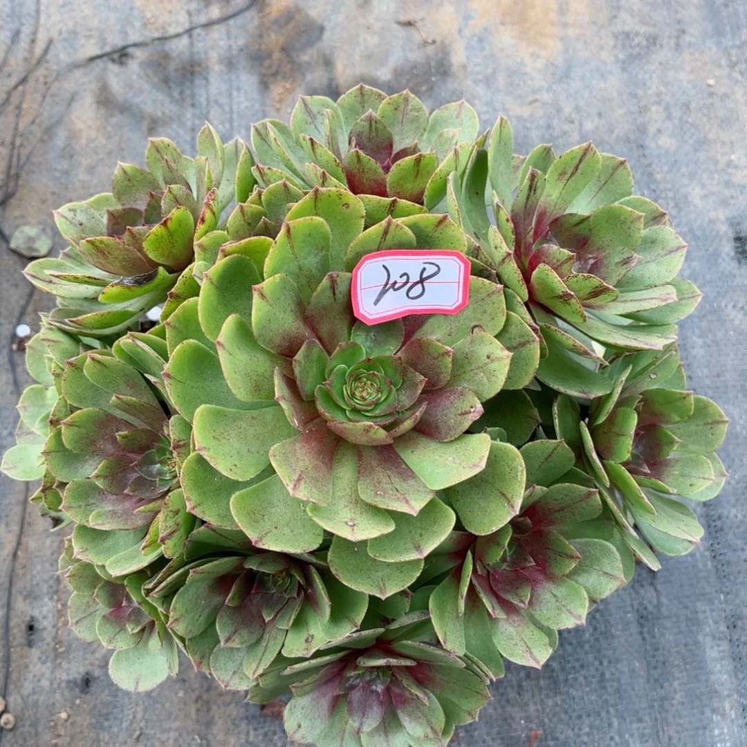 多肉植物208号多肉208号多肉植物