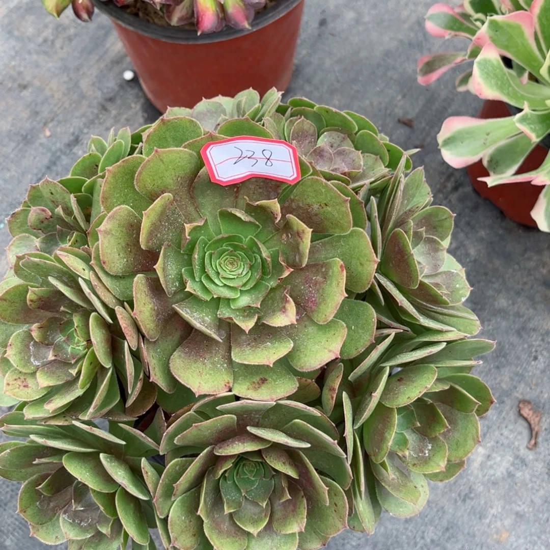 多肉植物238号多肉植物