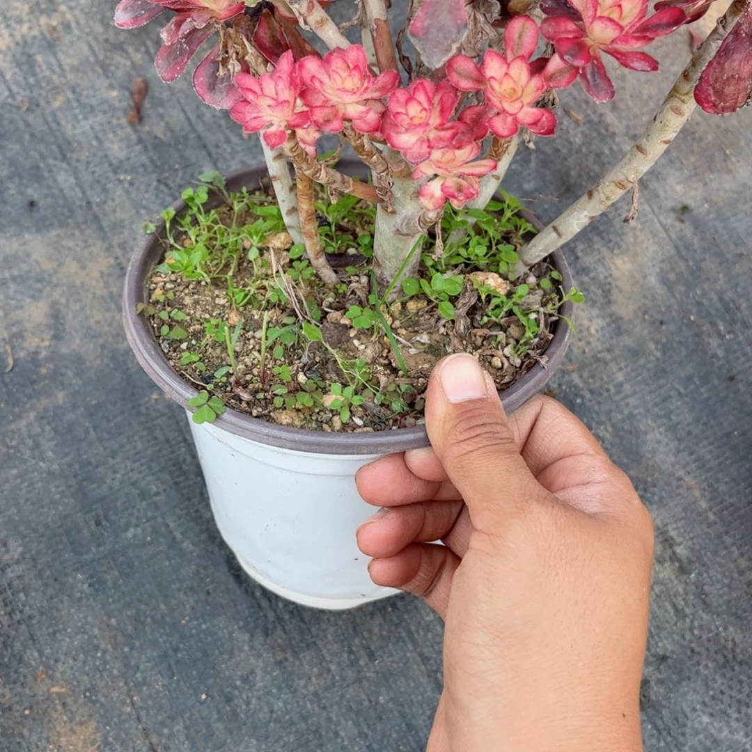 多肉植物115颗多肉植物
