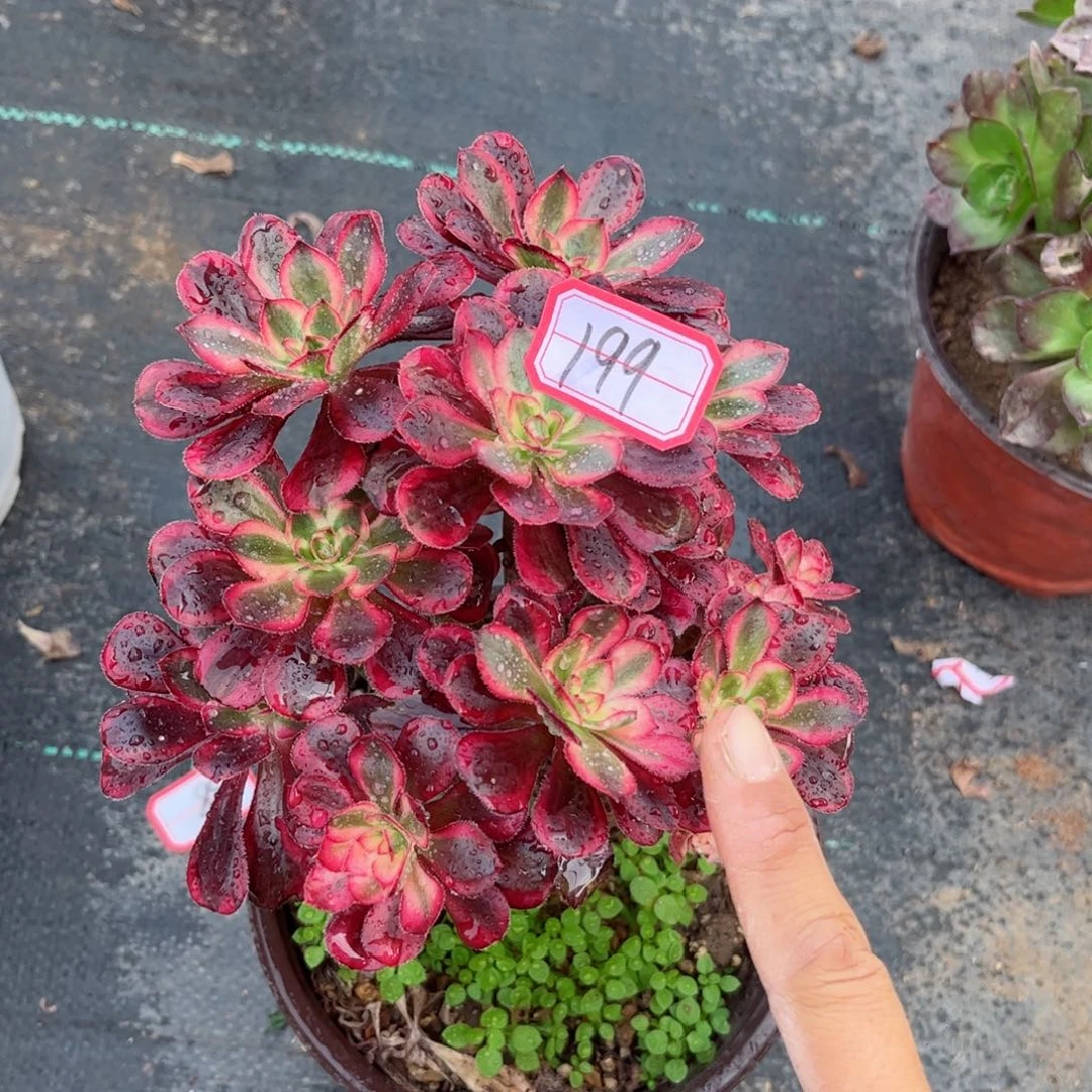 多肉植物199号多肉植物