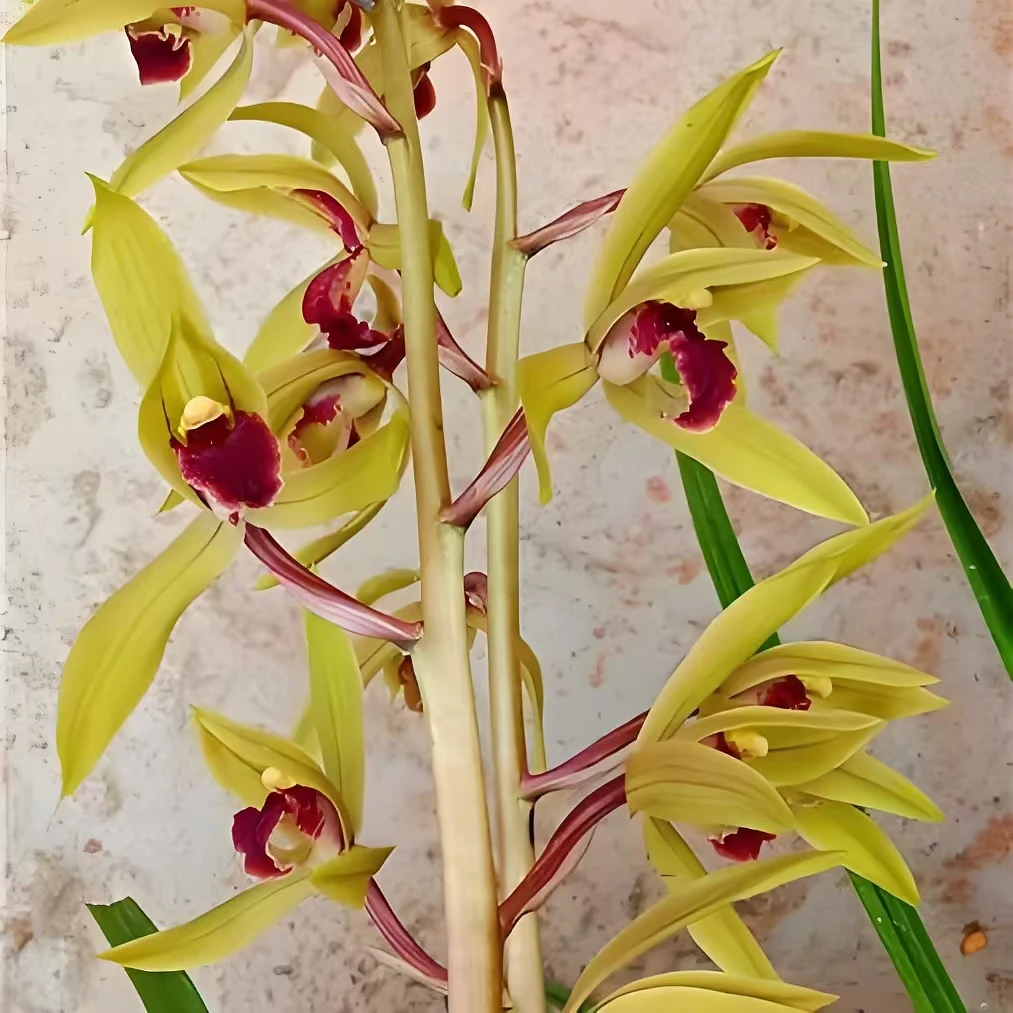 一杆多花浓香型蕙兰春兰随州兰花苗