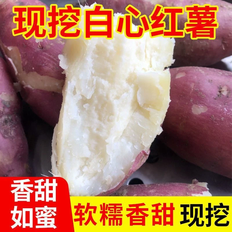 新鲜牛奶红薯当季板栗薯农家自种新鲜红薯地瓜.