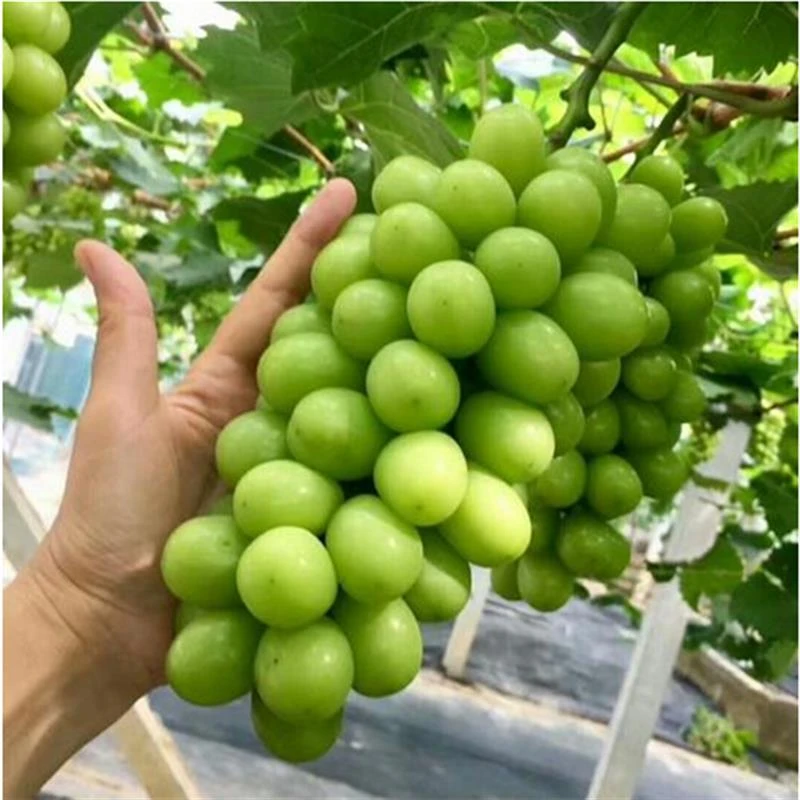 阳光玫瑰葡萄嫁接苗妮娜皇后葡萄苗巨峰葡萄重庆发货优质水果树苗