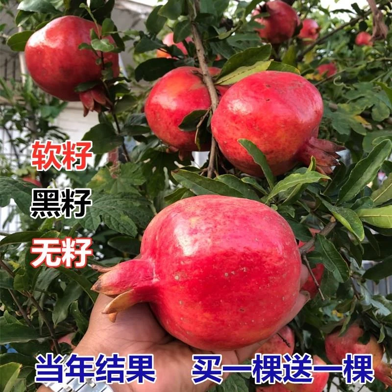石榴树树苗庭院果树突尼斯软籽盆栽大树果苗种植树石榴果树苗