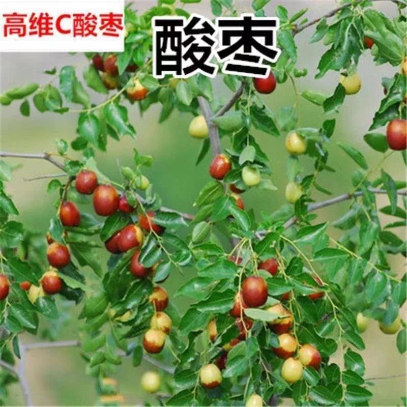 野生酸枣苗 酸枣树苗 野酸枣苗 北酸枣树苗 野酸枣苗 酸枣树活苗