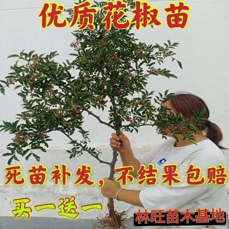 花椒树苗嫁接花椒苗新品种高产大红袍耐寒耐旱盆栽地栽当年结果