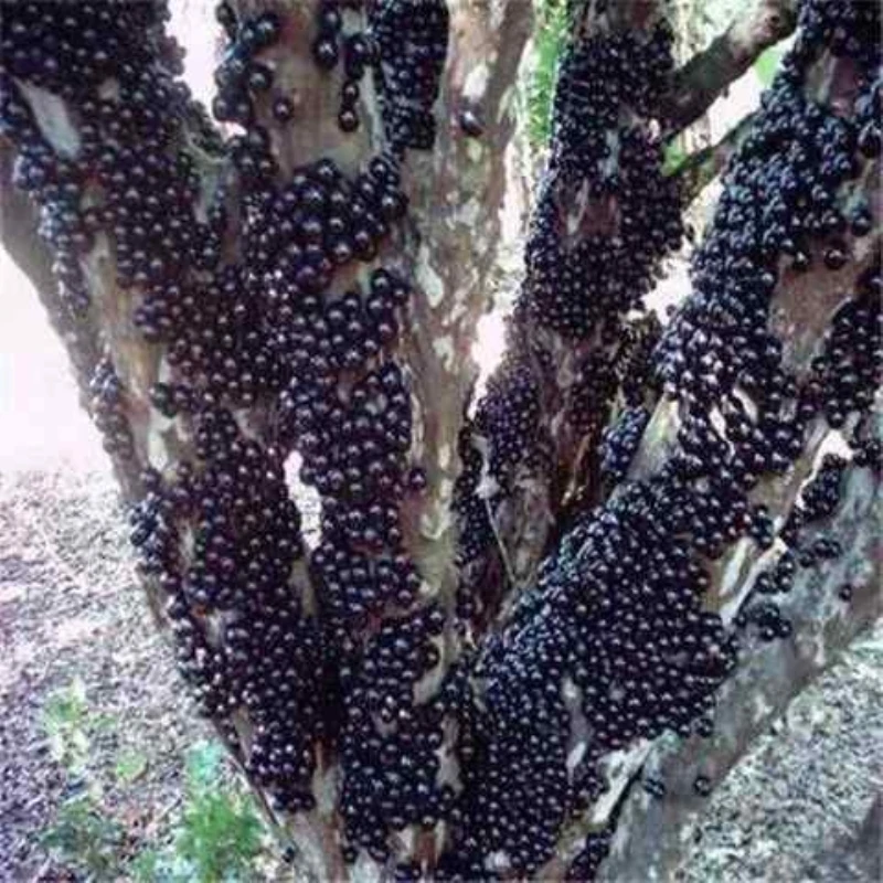 嫁接嘉宝果树苗树葡萄苗台湾树葡萄四季南北方种植当年结果树苗子