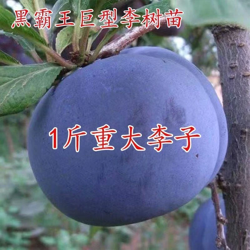 黑霸王脱骨李子苗南方北方种植盆栽地栽当年结果嫁接李子树苗