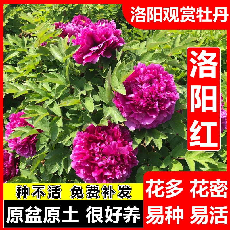 洛阳红 观赏牡丹花多层重瓣大花多样花色耐寒室内外开花浓香种植