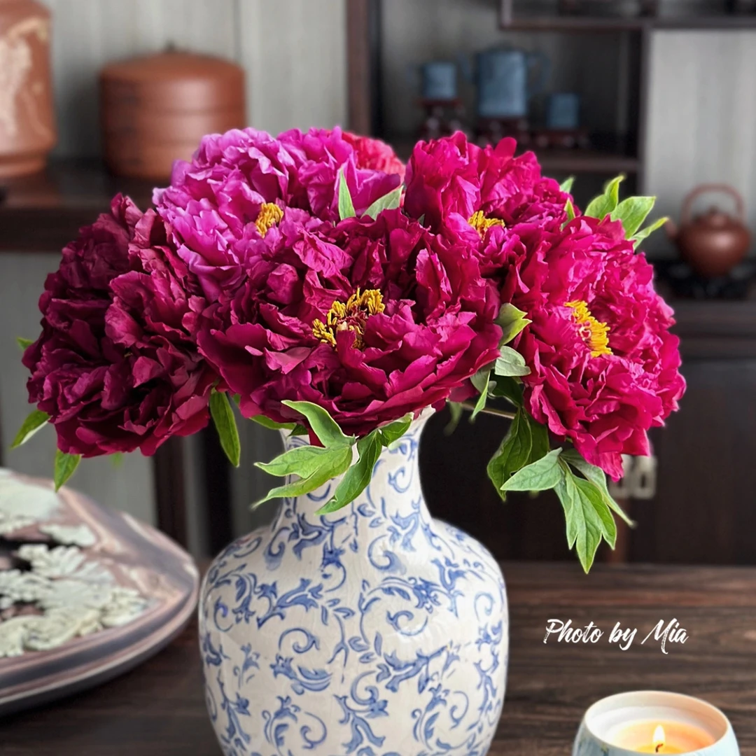 洛阳重瓣芍药鲜花牡丹花洛阳基地春季鲜花进口牡丹芍药鲜切花