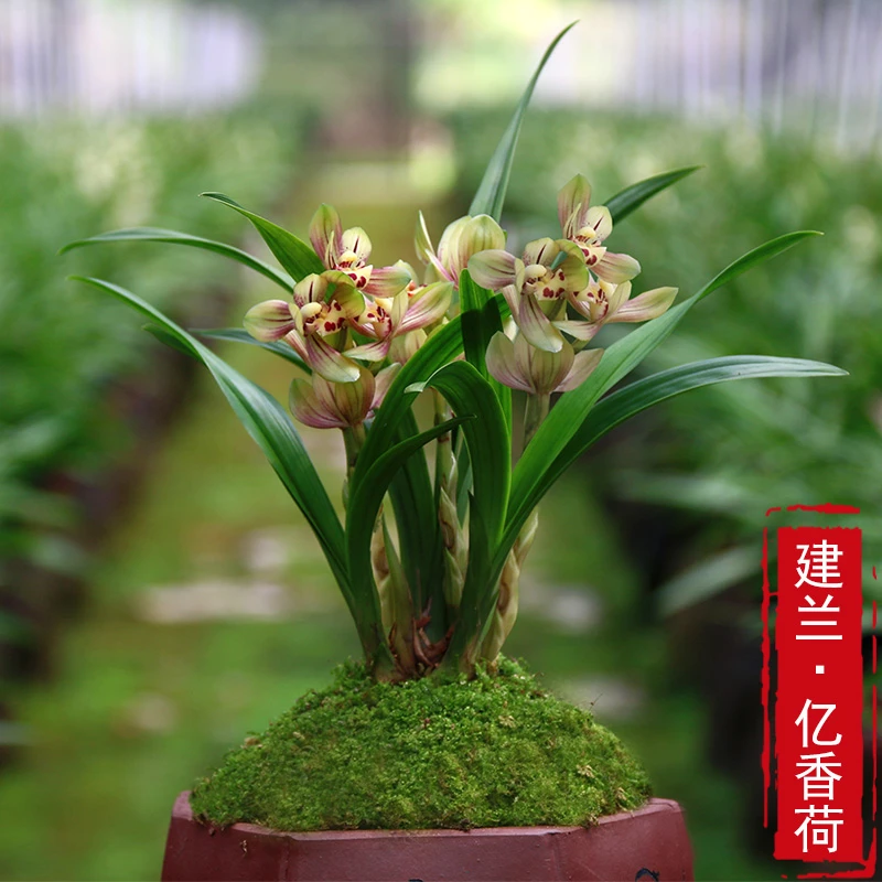 建兰-忆香荷带古风盆浓香兰花黄色优雅花香美观花期6-12月