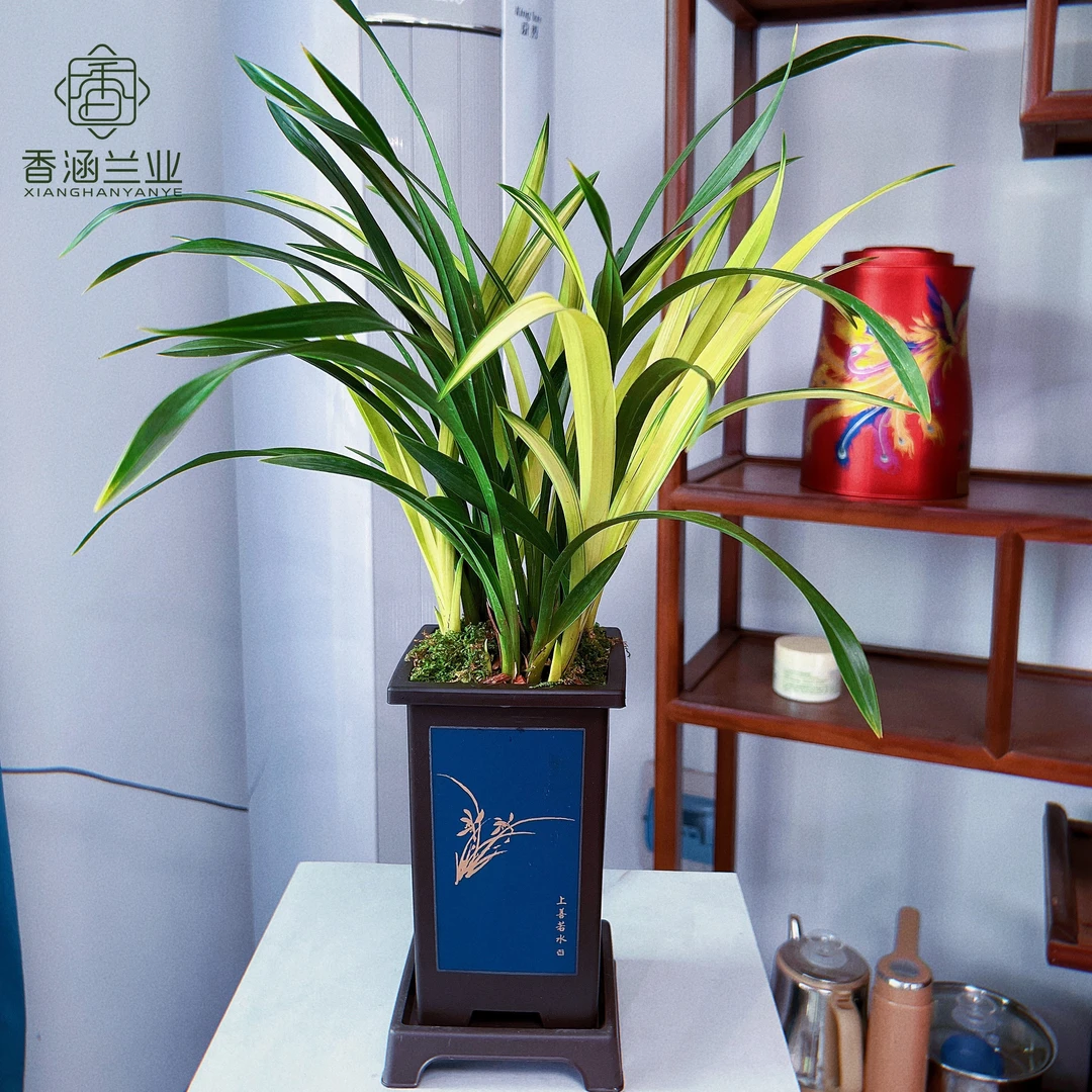建兰-锦绣神云开金黄色花浓香型兰花大花办公室阳台客厅夏季开花