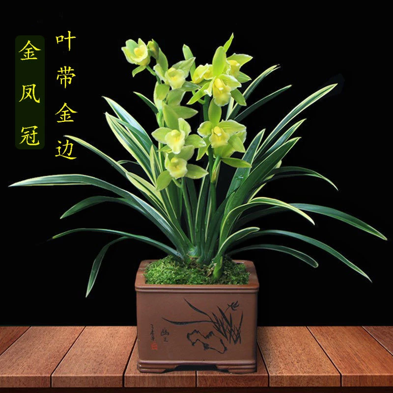 建兰-金凤冠金边矮种茶桌兰绿植花卉办公室花卉花期客厅兰花盆栽