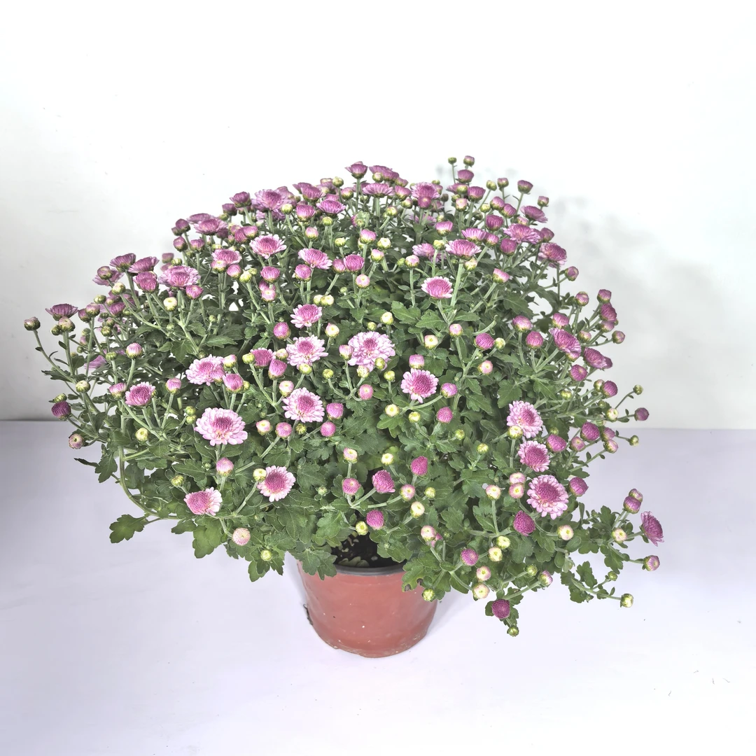 糖果菊甜心开花盆栽