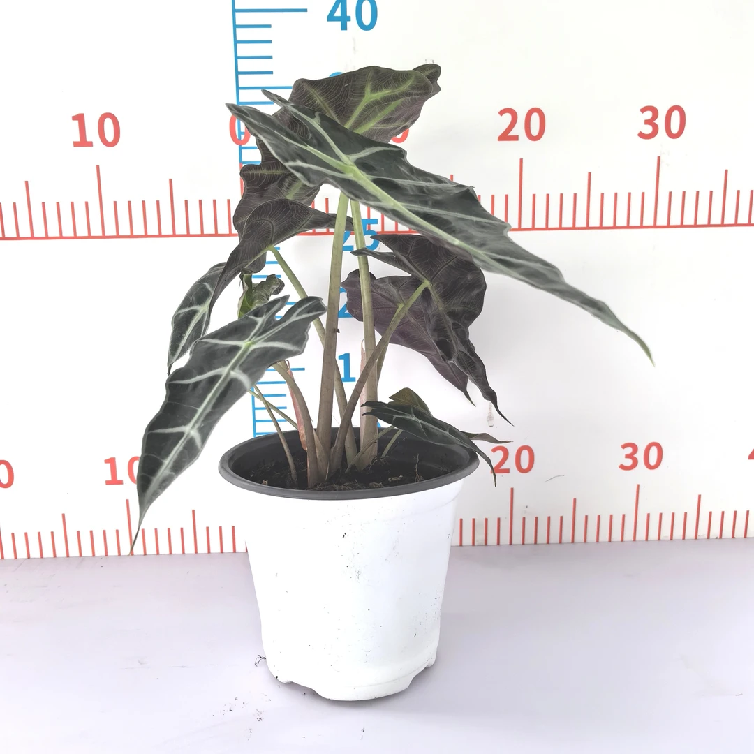 大仙女海芋盆栽网红观叶桌摆绿植耐阴热带花卉净化空气