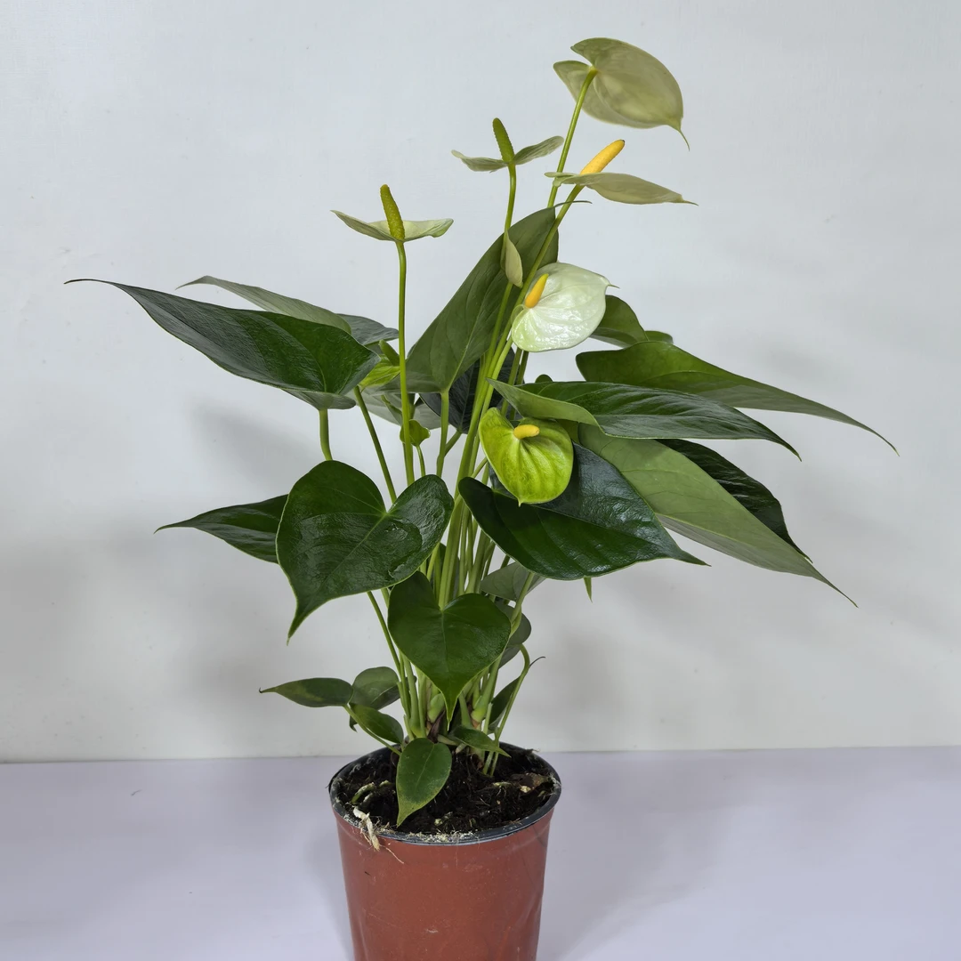 婉尼拉黄掌室内办公室绿植植物园四季开花金枝玉叶猴面包树金心