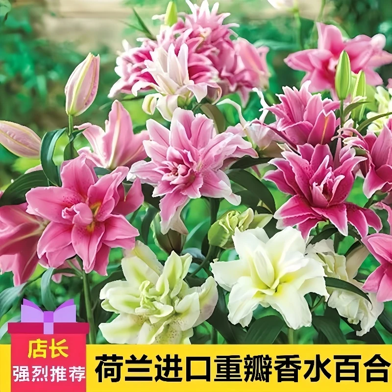 【多颗装】百合种球耐寒四季开花盆栽地栽室内室外阳台花卉绿植花苗