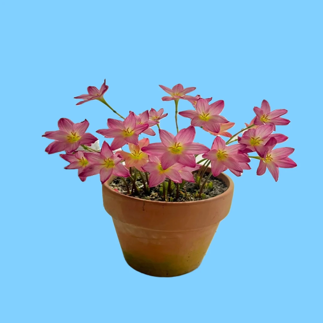 清香型庭院阳台盆栽花卉植物重瓣风雨兰种球好养易活韭兰四季开花