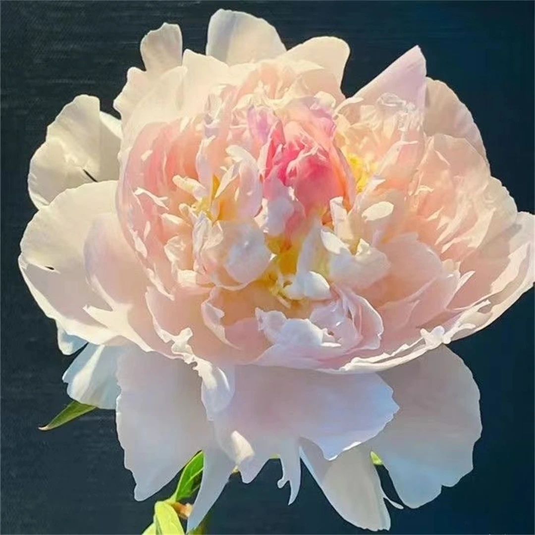 四季开花盆栽阳台花苗芍药花根块芍药根块观花植物室内外庭院花卉