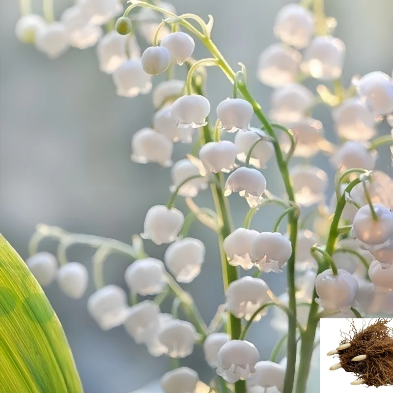 【四季开花】耐寒阳台花卉绿植室内外好养耐冻盆栽客厅铃兰花种球