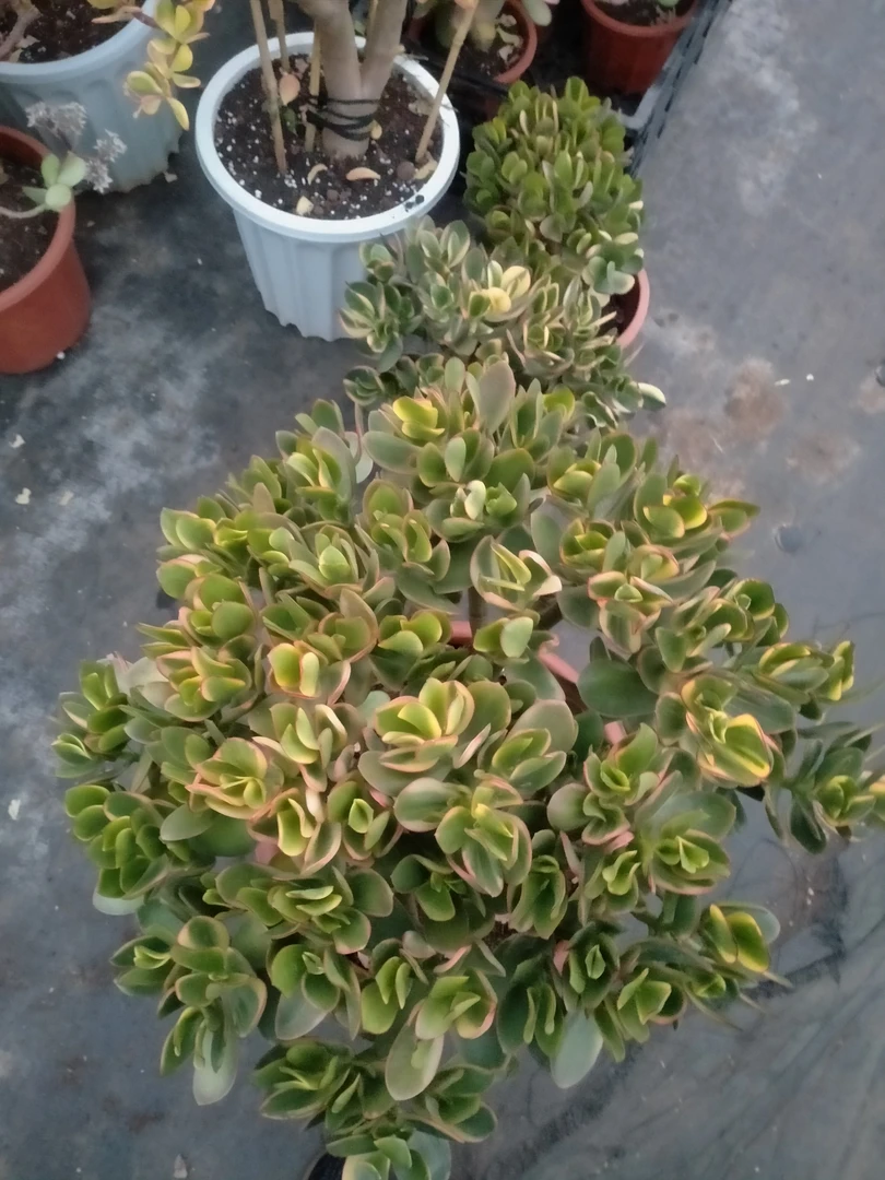 新花月锦多肉植物