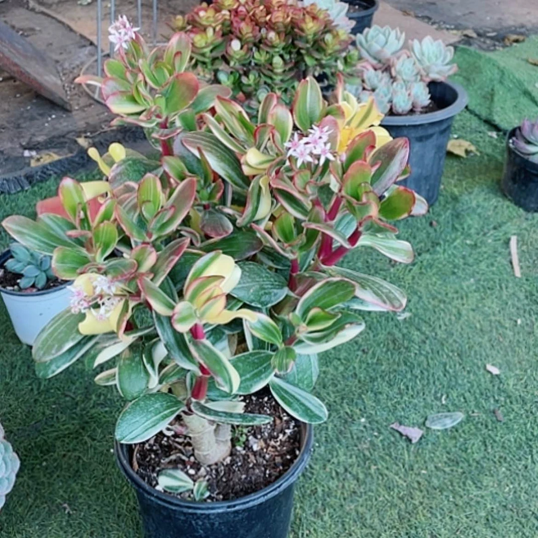 【闪购商品】白多肉