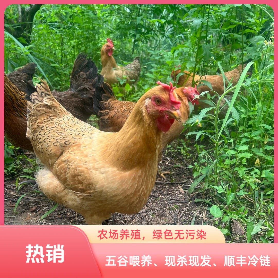桂林果园散养童子鸡土鸡原生态山泉水散养品质农场新鲜