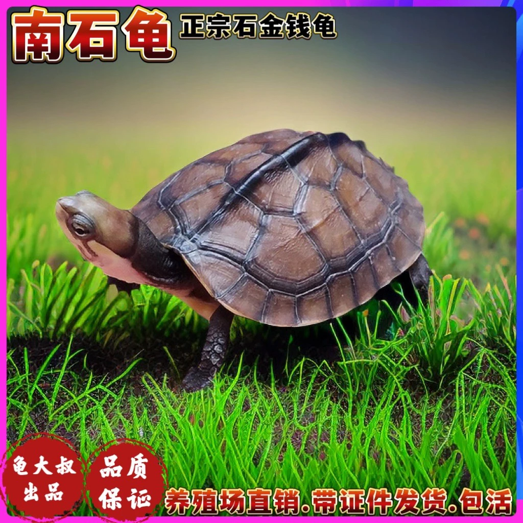南石金钱龟活体观赏龟招财龟长寿龟宠物龟小乌龟