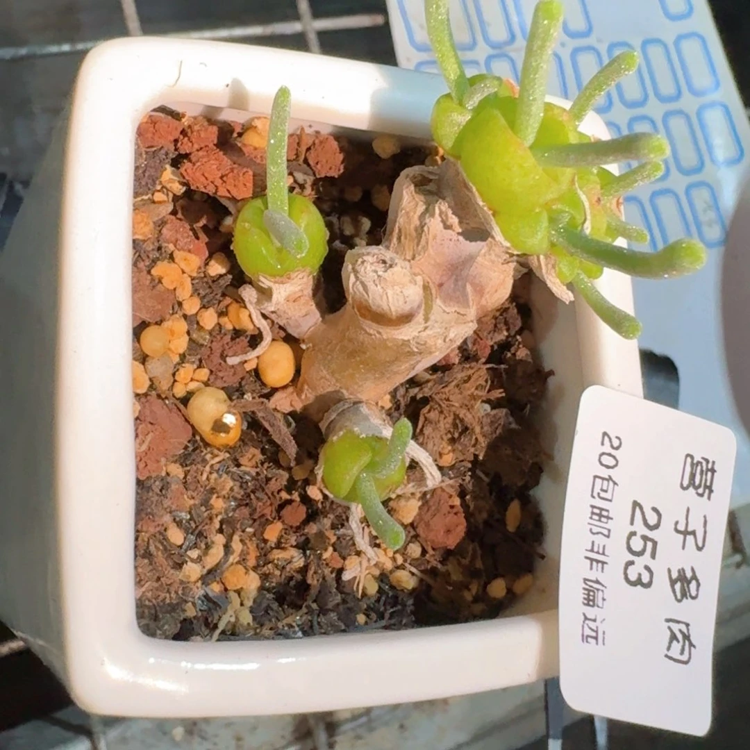 253脱土发货碧光环小兔子