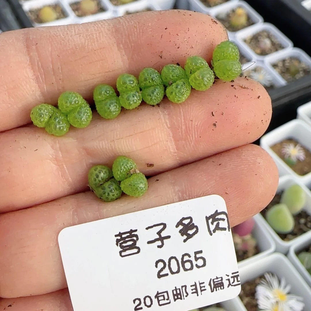 薄****