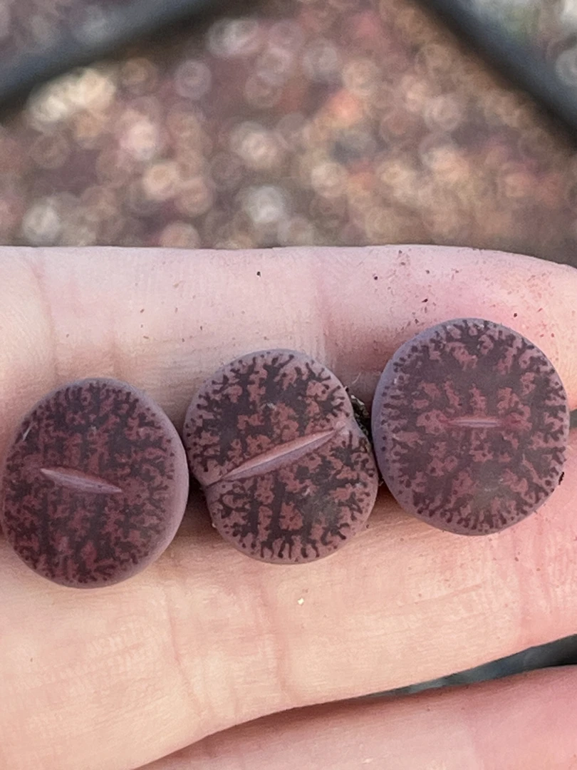 生石花欧版酒红紫薰（3颗装）1.5厘米左右脱土裸根发货