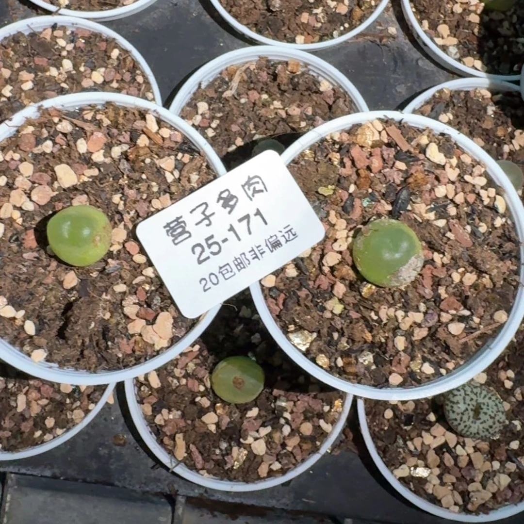 25-171两颗带盆土发货