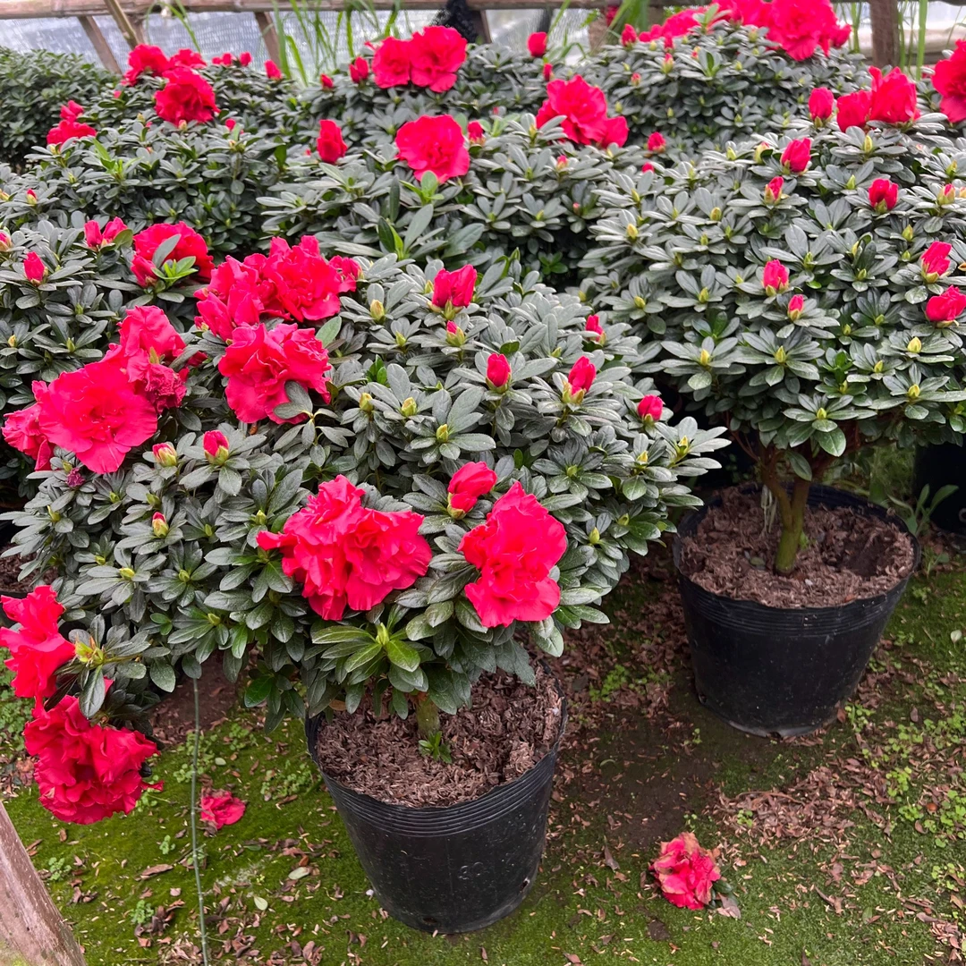 杜鹃花映山红室内客厅花卉盆栽耐寒花卉四季开花耐寒好养