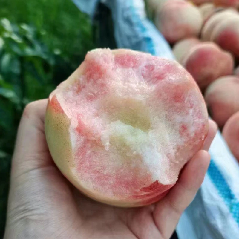 【香甜脆爽】红不软桃子10元3斤