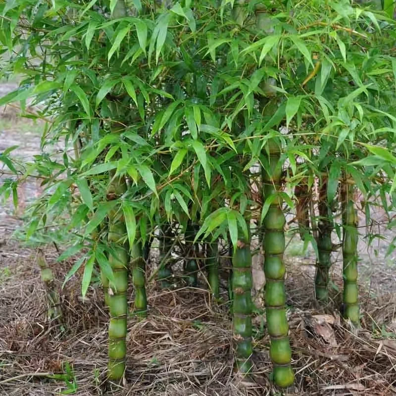 翡翠绿禅意佛肚竹、罗汉竹、佛肚竹盆栽种植造型丛林枝条美化丛生