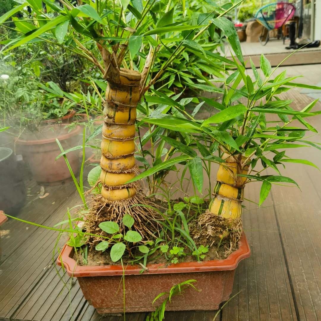 黄金佛肚竹节节高升四季常青阳台室内外绿植盆地栽种植养护土壤