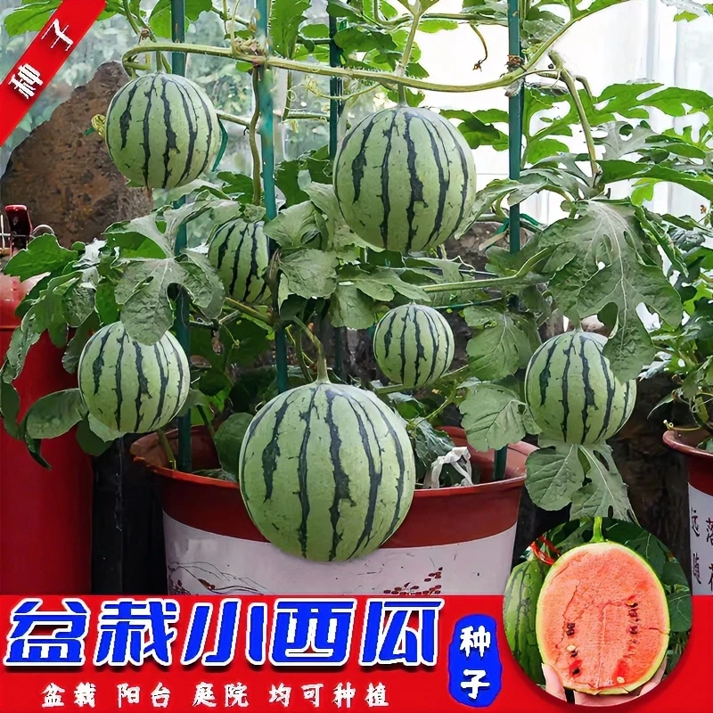 【盆栽小西瓜】种子早熟蜂蜜麒麟西瓜种籽高产四季易成活
