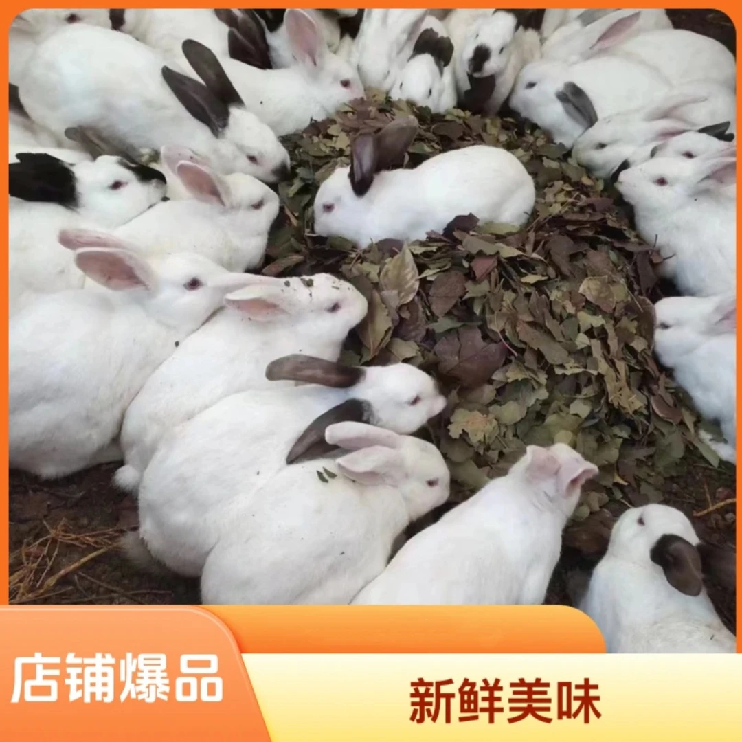 正宗山里散养兔子，生兔肉