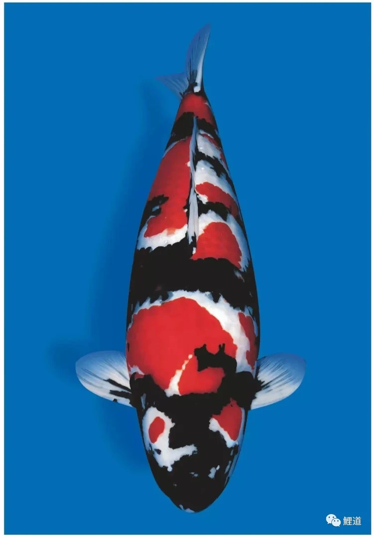 精品锦鲤，热门推荐