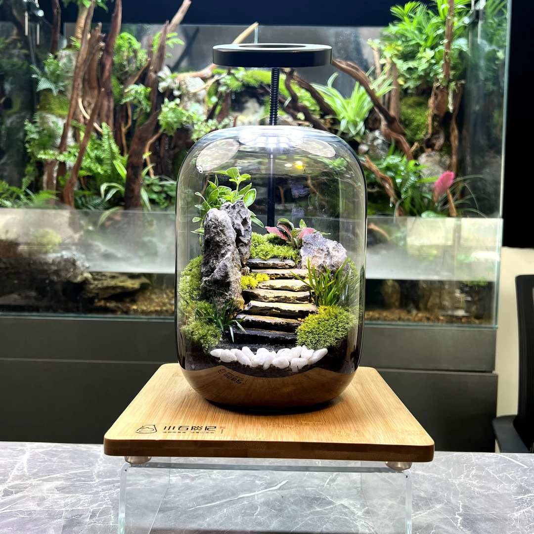 步步高升六月雪黄杨生态缸桌面摆件微绿植精致玻璃高端苔藓景观瓶