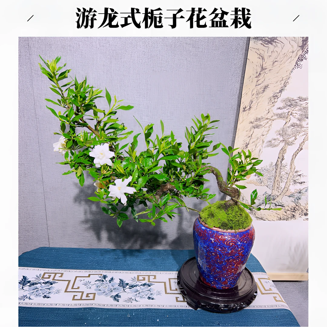 清香型栀子花盆栽花卉植物室内带花苞阳台水培绿植浓香型四季好养
