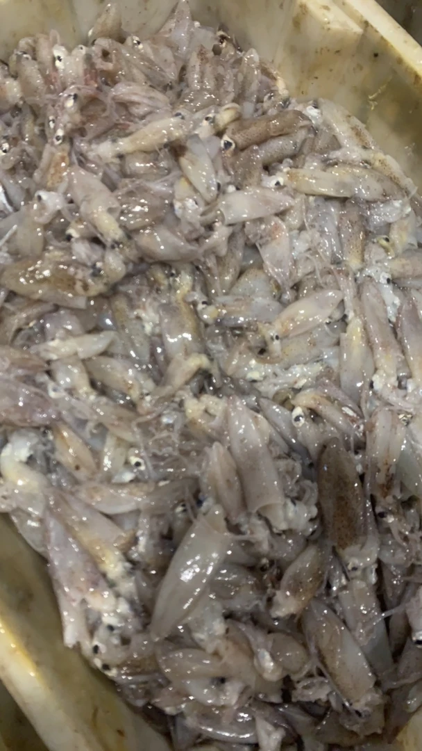 海兔，笔管，4斤日照发货，不退换，看准拍