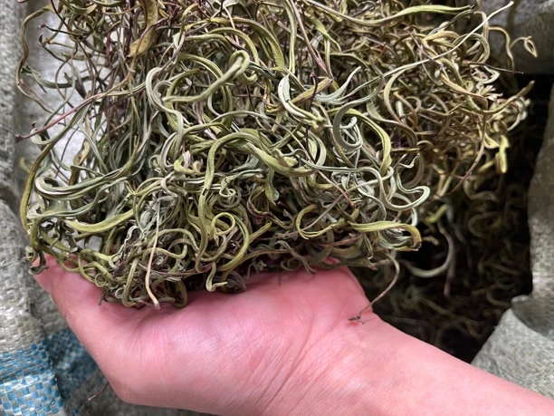 野生深山石茶草100克包邮